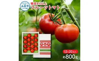 フルーツトマト（約800グラム） 12～20玉入り 糖度8度以上 