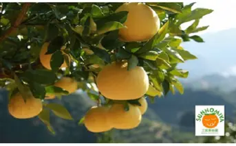 三宮果樹園の土佐文旦 家庭用５Kg 