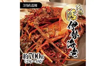 3月直送便 土佐獲れ 活伊勢海老 約700g（２尾～４尾） 天然 エビ　えび 伊勢エビ 海鮮 お刺身 刺し身 丸焼き しゃぶしゃぶ 故郷納税 ふるさとのうぜい 返礼品 高知県 高知 36000円