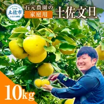 石元農園の土佐文旦　家庭用　約１０キロ（１４～２２玉） 期間限定 先行予約 土佐文旦 文旦 10kg ブンタン ぶんたん 果物 柑橘 フルーツ 高知県産 家庭用 傷 汚れ 美味しい おいしい