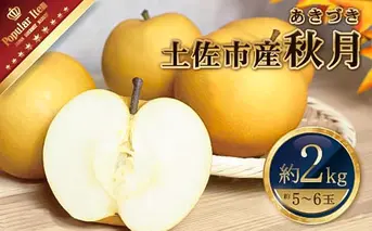 高知県土佐市産 梨（秋月）約2kg 5～6玉 期間限定 あきづき なし ナシ 2キロ 国産 フルーツ 果物 くだもの デザート スイーツ 旬 甘い 果汁たっぷり ジューシー ギフト お取り寄せ