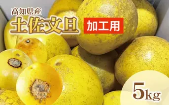 【訳あり】土佐文旦（ぶんたん）加工用（M～５Ｌ混合）約５ｋｇ【株式会社とさもん（土佐市）厳選】 文旦 5キロ 約8～15玉 ぶんたん ブンタン 柑橘 果物 フルーツ お取り寄せ おいしい