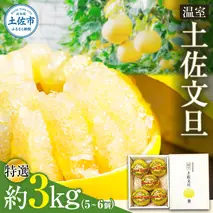 温室土佐文旦 ブンタン ぶんたん 特選 約3kg 約3キロ 5～6個 2L～3Lサイズ 柑橘 かんきつ 柑橘類 フルーツ 果物 くだもの デザート スイーツ おやつ 贈答 プレゼント ギフト 高橋農園直送 常温 配送 高知県 高知 土佐市