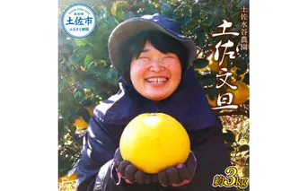 本場、高知県土佐市産！土佐水谷農園の露地土佐文旦3kg 3～5Lサイズ 文旦 ブンタン ぶんたん 柑橘 かんきつ 柑橘類 みかん フルーツ デザート 果物 おやつ マーマレード ミネラル ビタミン