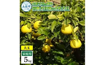 土佐文旦の創始 宮地文旦園の土佐文旦 家庭用3L 大玉 約5キロ 7～9個入り