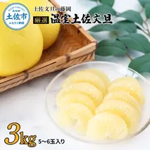＜土佐文旦の藤岡＞先行予約　厳選 温室土佐文旦 3kg (5～6玉）文旦 ぶんたん ブンタン 土佐文旦 ハウス栽培 甘い 柑橘 フルーツ 果物 ご当地 お取り寄せ