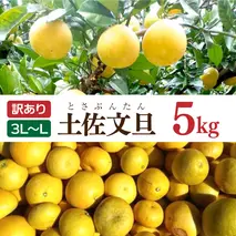 土佐文旦 文旦 訳あり 大玉入り 5kg 5キロ 3L～L ぶんたん ブンタン フルーツ 柑橘 みかん 果物 くだもの 柑橘類 デザート 家庭用 ご自宅用 お取り寄せ 国産