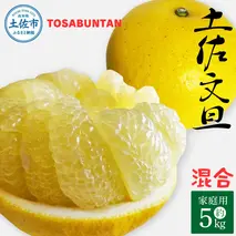 ＜2026年1月下旬より順次発送＞土佐文旦 家庭用 5kg 8～13玉入り L～3Lサイズ混合 先行予約 文旦 ぶんたん ブンタン 柑橘 フルーツ デザート 果物 ご当地 人気 名産 お取り寄せ 土佐 高知 土佐市