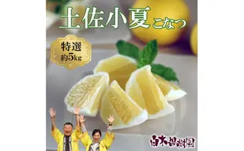 ＜果樹園直送＞土佐小夏 特選品贈答用 約5kg 5キロ こなつ 小夏 日向夏 ニューサマーオレンジ 柑橘 かんきつ 柑橘類 フルーツ 果物 くだもの 果実 デザート おやつ プレゼント ギフト 贈り物 常温配送
