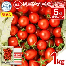 訳あり 赤いミニトマトの宝石箱 約1kg 約1キロ 5回定期便 トマト とまと ミックス 詰め合わせ セット 野菜 料理 サラダ マリネ 浅漬け おやつ 弁当 訳アリ 家庭用 ご自宅用 常温 配送