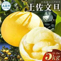 白木家のこだわり土佐文旦 露地 文旦 約5kg 8～13個入り L～3Lサイズ混合 ぶんたん ブンタン 果物 柑橘 フルーツ お取り寄せ 特産品 美味しい 高知県産 ギフト 贈答品 贈り物 常温 配送