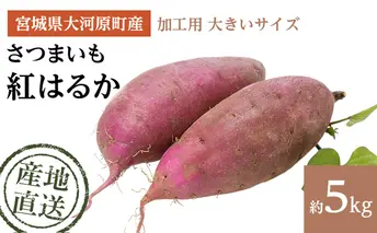 さつまいも 約5kg 紅はるか 加工用 大きいサイズ サツマイモ 宮城県産 甘い 秋 冬 スイーツ いも 産地直送 宮城県 大河原町