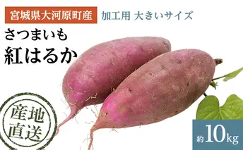 さつまいも 約10kg 紅はるか 加工用 大きいサイズ サツマイモ 宮城県産 甘い 秋 冬 スイーツ いも 産地直送 宮城県 大河原町