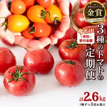 【1/31まで特別寄附金額】【 3回定期便 】 厳選 フルーツトマト 3品種セット（ 毎月1種ずつお届け ） てるて姫 ミニトマト 2026年収穫分 先行予約 フルーツトマト ブランドトマト 野菜 [BC091sa]