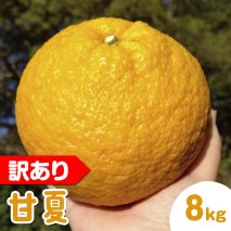 【訳あり】甘夏8kg | 数量限定 あまなつ 夏みかん 柑橘 かんきつ くだもの フルーツ 国産 愛知県 知多半島 美浜町 農家直送 産地直送 ※北海道・沖縄・離島への配送不可 ※2026年4月上旬～5月下旬頃に順次発送予定