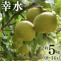 幸水 約 5kg （8～14玉） 2026年産 先行予約 梨 果物 フルーツ なし ナシ 幸水梨 くだもの デザート 茨城 [BQ019sa]