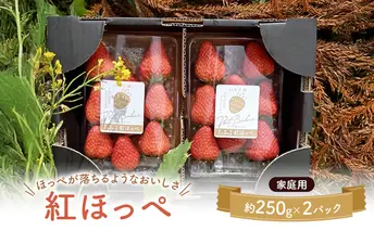 大河原町のいちご 完熟いちご 2パック 果物 フルーツ 苺 紅ほっぺ かおり みずみずしい ジューシー 期間限定 季節限定 家庭用