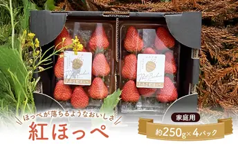 大河原町のいちご 完熟いちご 4パック 果物 フルーツ 苺 紅ほっぺ かおり みずみずしい ジューシー 期間限定 季節限定 家庭用