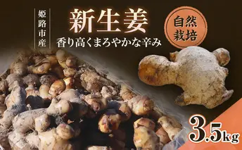 自然栽培で育てた甘くて瑞々しい姫路産新しょうが3.5kg 生姜 国産 栽培期間中 農薬 不使用 ショウガ 産地直送 農産物品評会 受賞