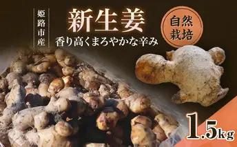 自然栽培で育てた甘くて瑞々しい姫路産新しょうが1.5kg 生姜 国産 栽培期間中 農薬 不使用 ショウガ 産地直送 農産物品評会 受賞