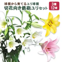 【ふるさと納税】ユリ球根　切花向き鉄砲ユリセット3種12球 花 フラワー 園芸 ガーデニング 植物 高品質 送料無料