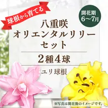 【ふるさと納税】ユリ球根 人気 八重咲 オリエンタルリリー セット 2種 4球 送料無料 ピンク イエロー 黄色 桃色