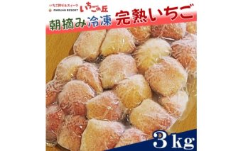 まるは食堂 マルハリゾート いちごの丘 『訳あり』完熟 冷凍いちご 3kg 1kg×3袋 ｜ 訳あり いちご イチゴ 冷凍 3kg 国産 完熟 スムージー ジャム ヨーグルト シャーベット デザート アイス おやつ 果物 フルーツ 愛知県 美浜町 ※北海道・沖縄・離島への配送不可