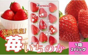 茨城県産いちご いちのか 大粒から中粒いちごパック 2パック入り箱｜ファーマ村 ファーマインド いちご いちのか かおりの スイーツ フルーツ 果物 [1890]