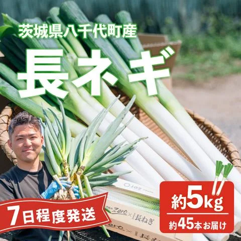 長ネギ 約5kg 約45本 茨城県産 八千代町産 野菜 農家直送 化成肥料不