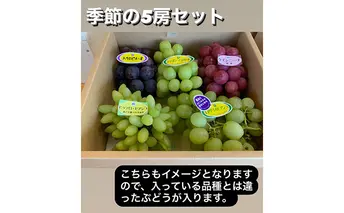 ぶどう 季節のぶどう 5房 セット 詰め合わせ 果物 フルーツ 果物セット フルーツセット 旬 旬の果物 旬のフルーツ 季節の果物 季節のフルーツ ギフト プレゼント 葡萄 冷蔵 冷蔵配送 愛知 愛知県 日進市