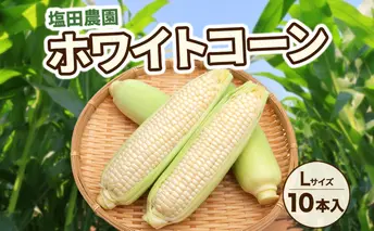 北海道産 白い とうもろこし ピュア ホワイト L 10本 8月中旬~下旬お届け 朝採り トウモロコシ コーン 北海道産 甘い ピュアホワイト 新鮮 先行受付 夏 野菜 産地直送 塩田農園 送料無料 北海道 洞爺湖町