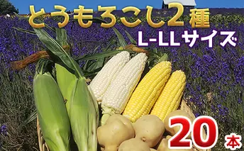 【 2025年 発送 】先行予約 かんのファーム 産 とうもろこし 食べ比べ 20本 セット ( じゃがいも 付 ) 北海道 上富良野町 とうもろこし トウモロコシ セット じゃがいも ジャガイモ 野菜 芋 