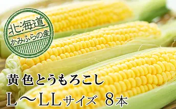 朝採り【黄いとうもろこし】L～LL 8本セット≪北海道上富良野町産≫ 野菜 トウモロコシ 