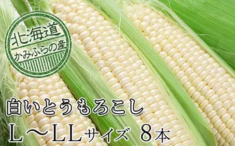 朝採り【白いとうもろこし】L-LL 8本セット≪北海道上富良野町産≫ 野菜 トウモロコシ 