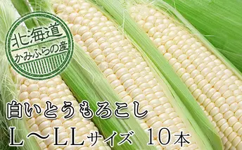 朝採り【白いとうもろこし】L-LL 10本セット≪北海道上富良野町産≫ 野菜 トウモロコシ 