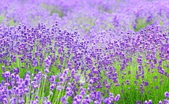 ラベンダーの里からお届け！【ラベンダー鉢】5号 植物 苗木 