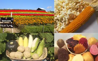 上富良野【かんのファーム】新鮮野菜の定期便（ラベンダー付全3回） とうもろこし じゃがいも 玉ねぎ たまねぎ 花 詰合せ ハロウィン かぼちゃ 花束 