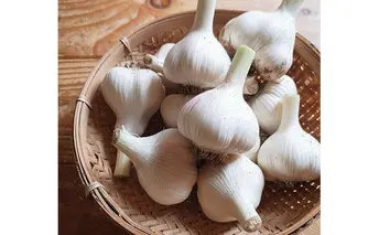 オーガニック 上富良野町産ニンニク 1kg（15～20個） 野菜 