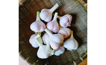 オーガニック 上富良野産 新ニンニク 1kg（15～20個程度） 野菜 