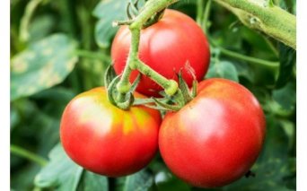 農家の手作りドリンクセット　トマト＆ブルーベリー／トマト　ブルーベリー　トマトジュース