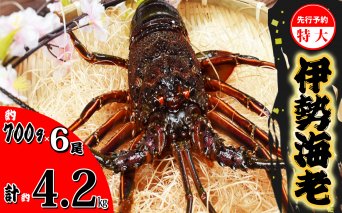 先行予約 伊勢海老 特大 約4.2kg 約700g×6尾 伊勢えび 伊勢エビ いせえび イセエビ 海老 えび エビ 海鮮 海産物 海の幸 おせち 高級 国産 海鮮 ギフト 【配送日指定可／11/1～12/23にお届け】