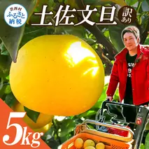 【先行予約】“高知県産”ワケあり土佐文旦（※シミ・キズあり）5kg・サイズおまかせ