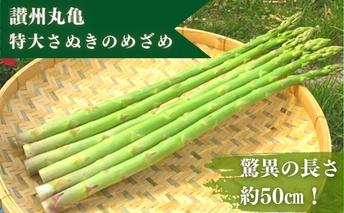 なんと長さは約50センチ！さぬきのめざめ（春芽）10束 アスパラガス 期間限定 野菜 野菜セット
