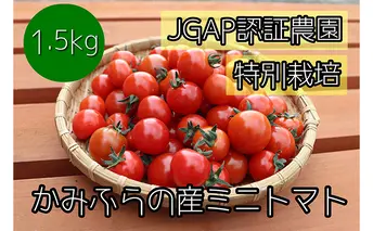 【2025年7月下旬頃から発送】特別栽培＆JGAP認証農場 かみふらの産朝採れミニトマト1.5kg 野菜 キャロル10 野菜ソムリエ 特別栽培農作物 1.5キロ 
