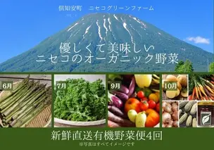 【数量限定】北海道 ニセコ 旬の有機栽培野菜セット 定期配送4回分 オーガニック 野菜詰め合わせ お取り寄せ グルメ アスパラガス とうもろこし 詰合せ 