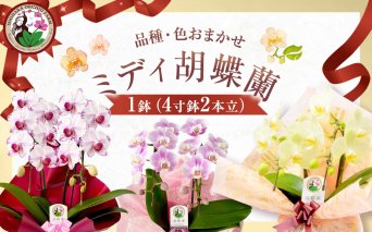 ミディ胡蝶蘭 4寸鉢 2本立 1鉢《品種や色の選択はおまかせ》/ 石原洋蘭園 / 山梨県 中央市