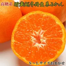 ZD6218n_【高糖系】【2026年先行予約】 貯蔵越冬 丹生系 みかん 5kg (S～Lサイズおまかせ) 【ミカン 蜜柑 柑橘 温州みかん 丹生温州】