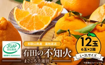 ZE6111n_【2026年先行予約】有田の不知火(しらぬひ)　6玉×2箱（L～2Lサイズ） まごころ手選別