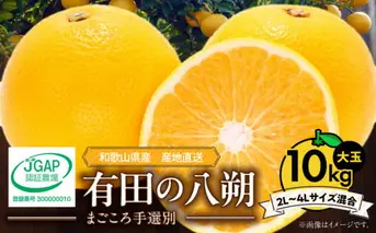 ZE6155n_【2026年先行予約】有田の八朔 (はっさく) 10kg  (2L～4Lサイズ混合)　まごころ手選別