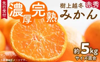 ZD6196n_【2026年先行予約】【濃厚・まろやか】 樹上越冬 完熟 みかん 5kg (2S～Mサイズ混合・秀品)【ミカン 蜜柑 柑橘 温州みかん 有田みかん】